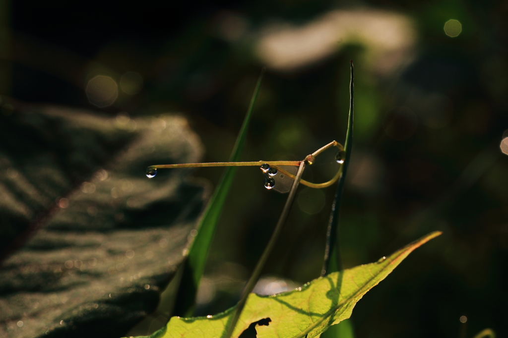 朝露