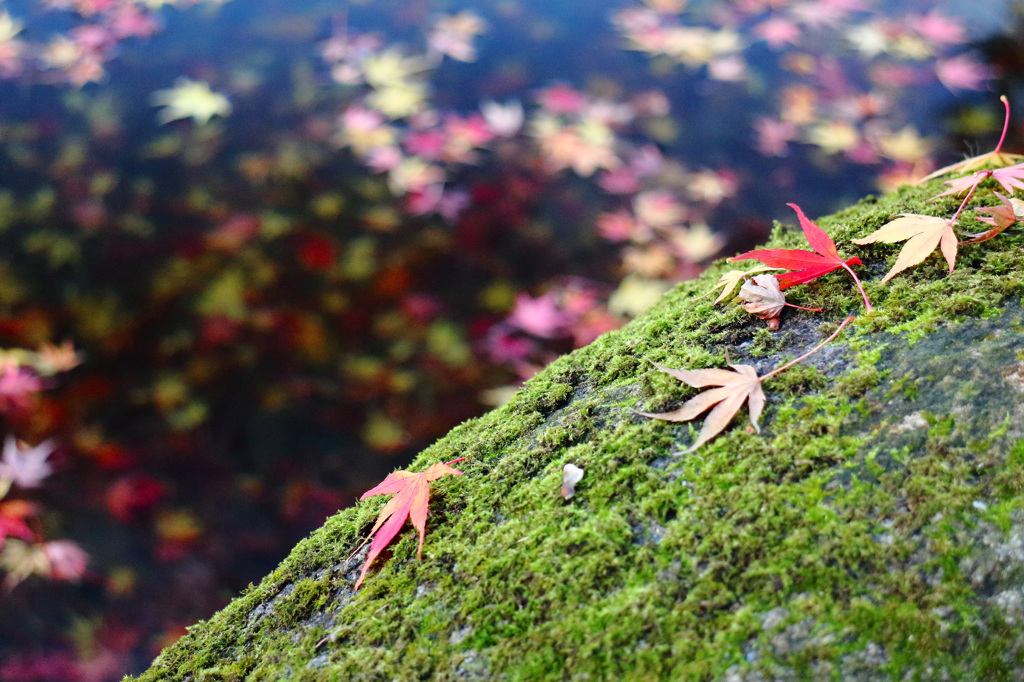 落葉の彩 - 水紅葉