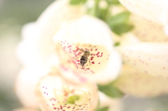 蜜の花道
