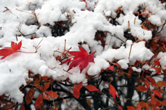 冬の彩 - 初積雪