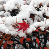 冬の彩 - 初積雪