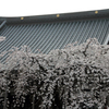 みちのく桜 - 龍谷寺Ⅲ