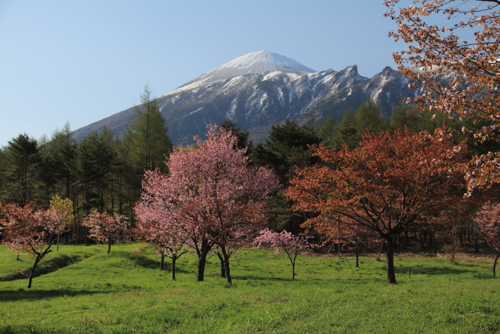 裏岩手山- 県民の森