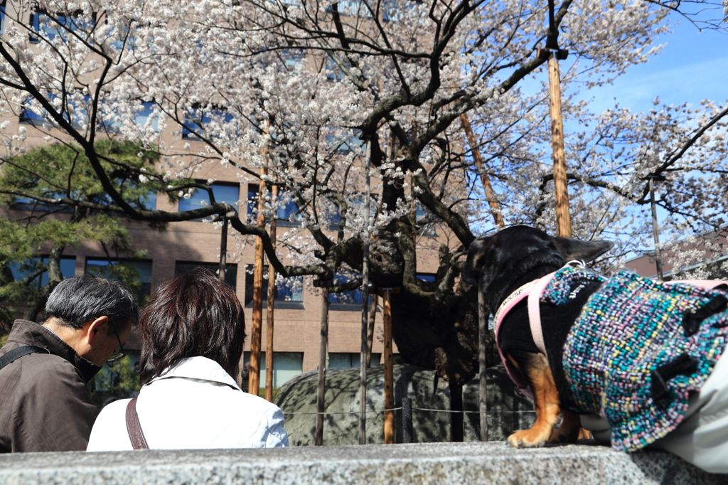 石割桜 - 綺麗だワン！