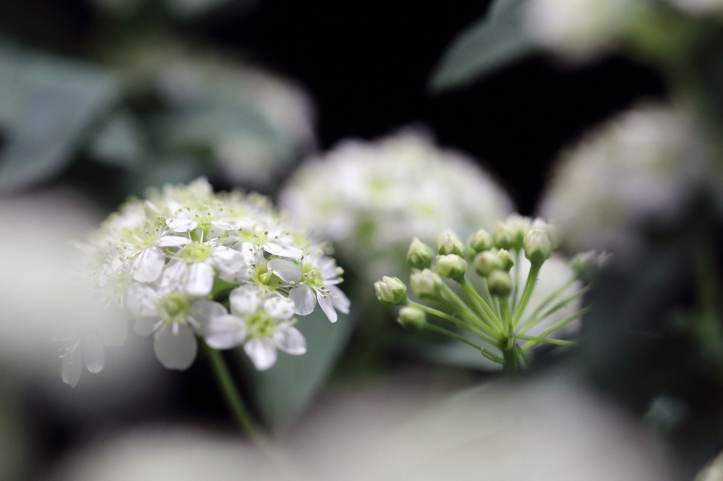 冬場の癒し花 こでまり3 By 花芽吹 Id 写真共有サイト Photohito