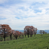 高原の春 - 高森高原Ⅱ
