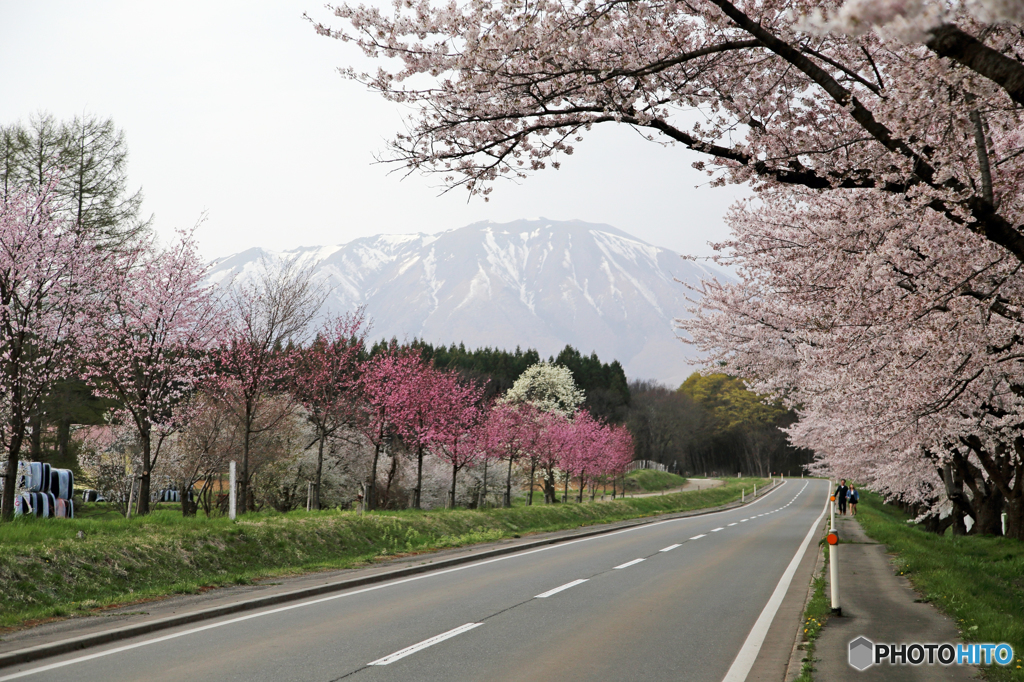 小岩井農場