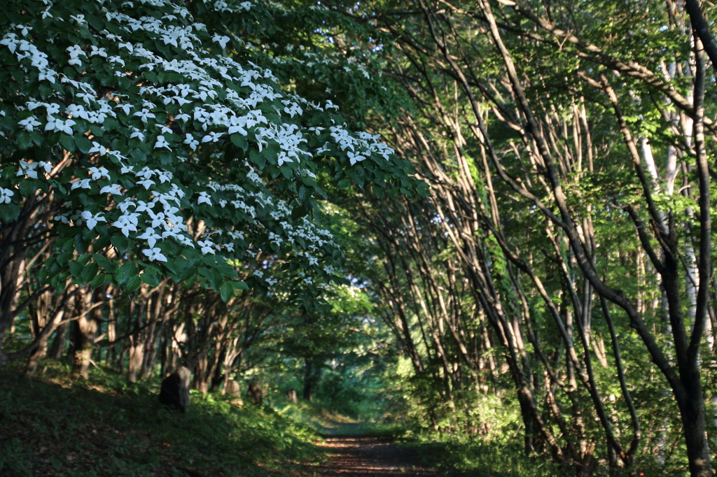山法師の小路