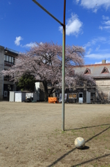 学び舎の青春桜