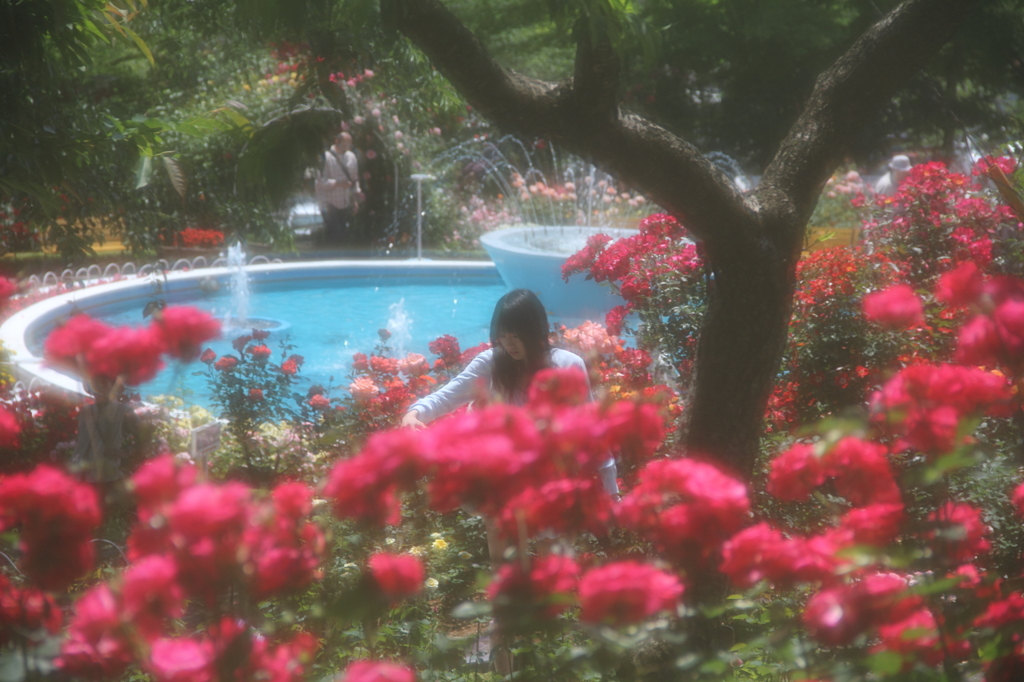 バラ園