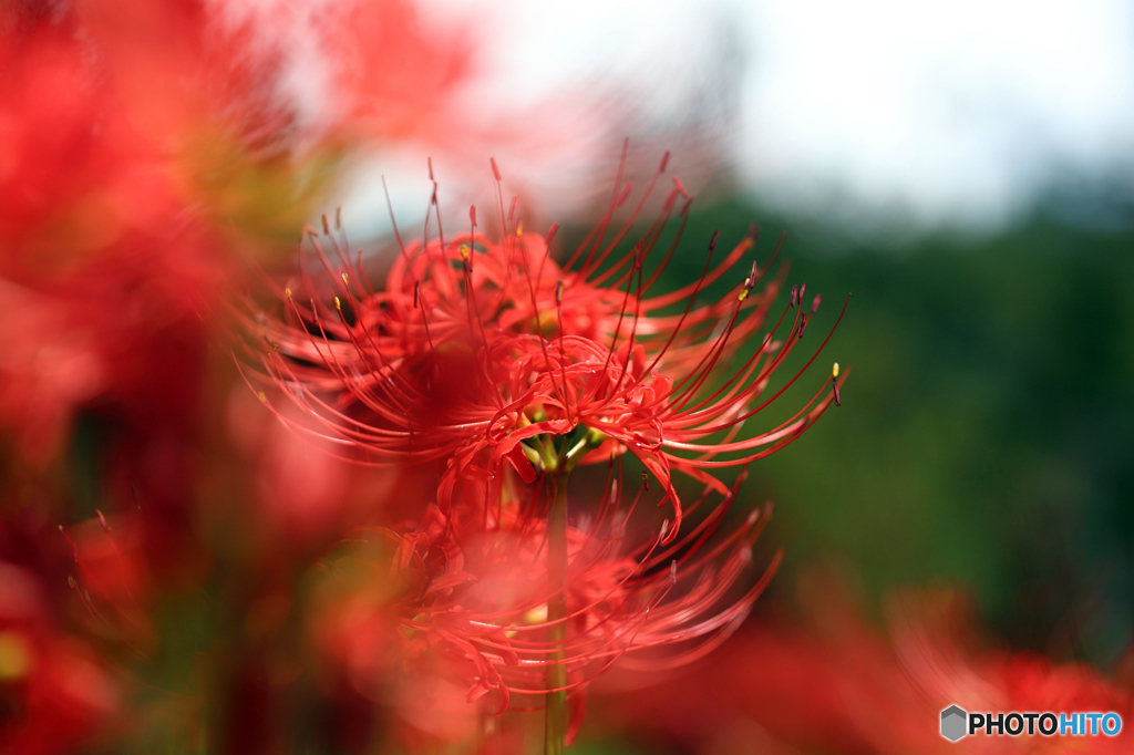 みちのく花魁2015