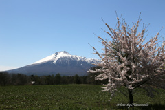 みちのくの春 - 名も無き一本桜