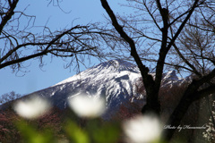 裏岩手の春Ⅲ