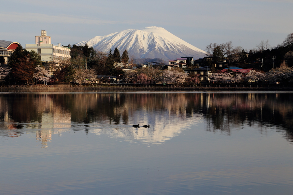 高松の池「水鳥」