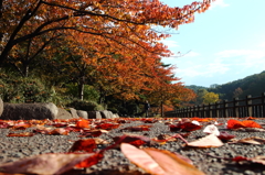 里の彩 - 高松の池