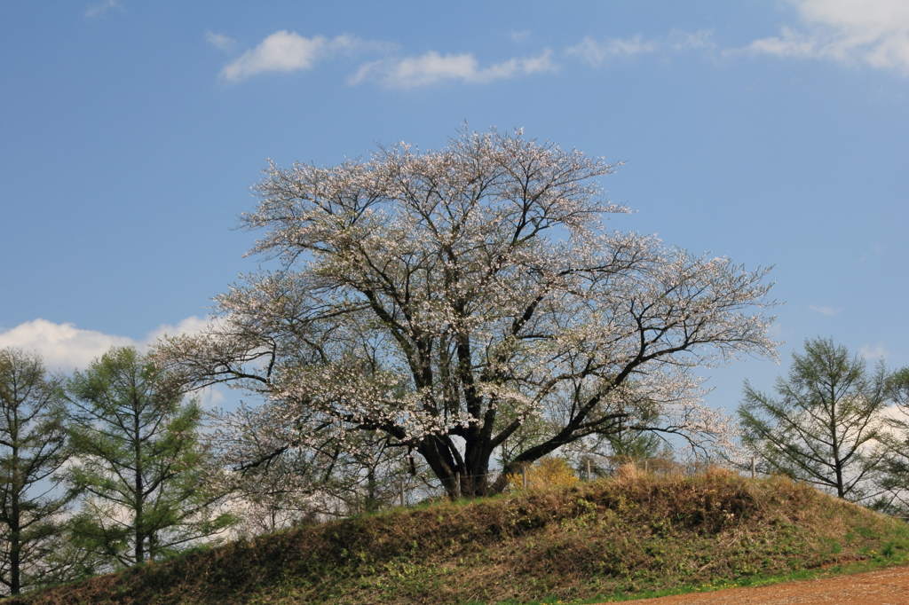 為内の一本桜 - Ⅲ