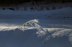 -10℃の朝 - 再咲き