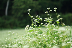 純白可憐花