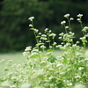 純白可憐花