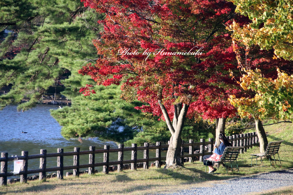 みちのく紅葉 - 高松の池Ⅱ