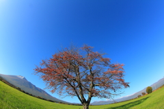 一本桜の秋