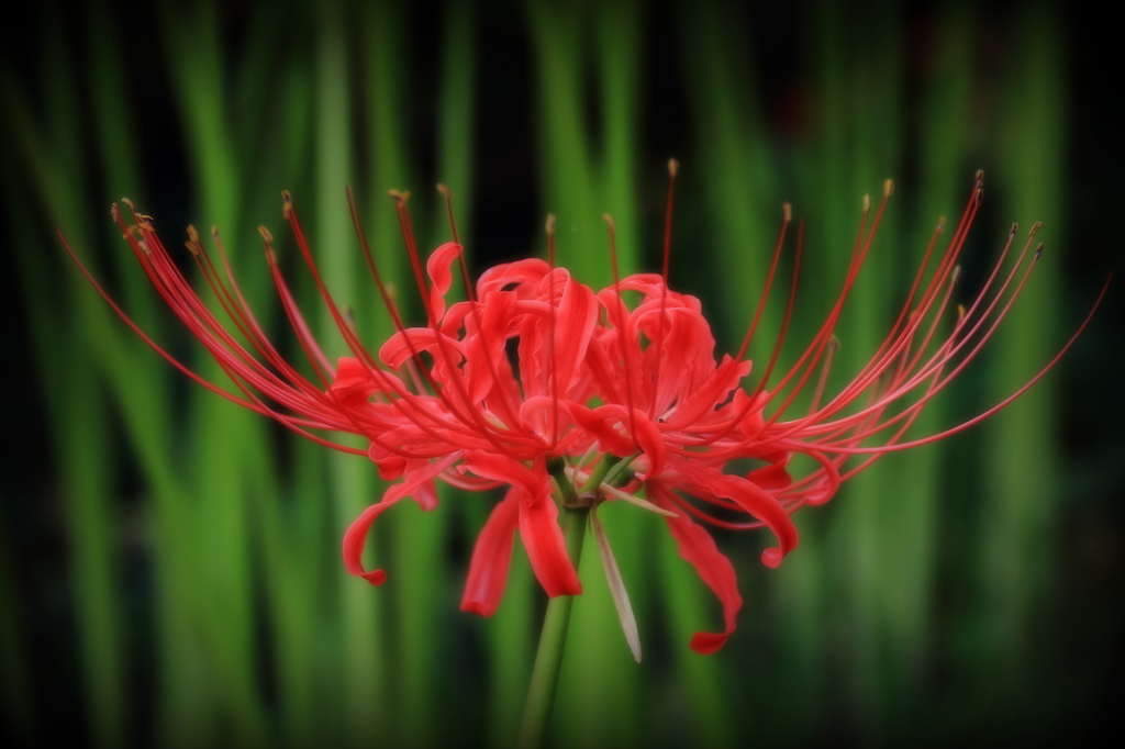 みちのく「花魁」