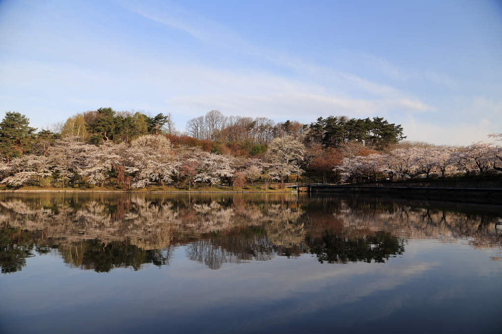 シンメトリーな桜