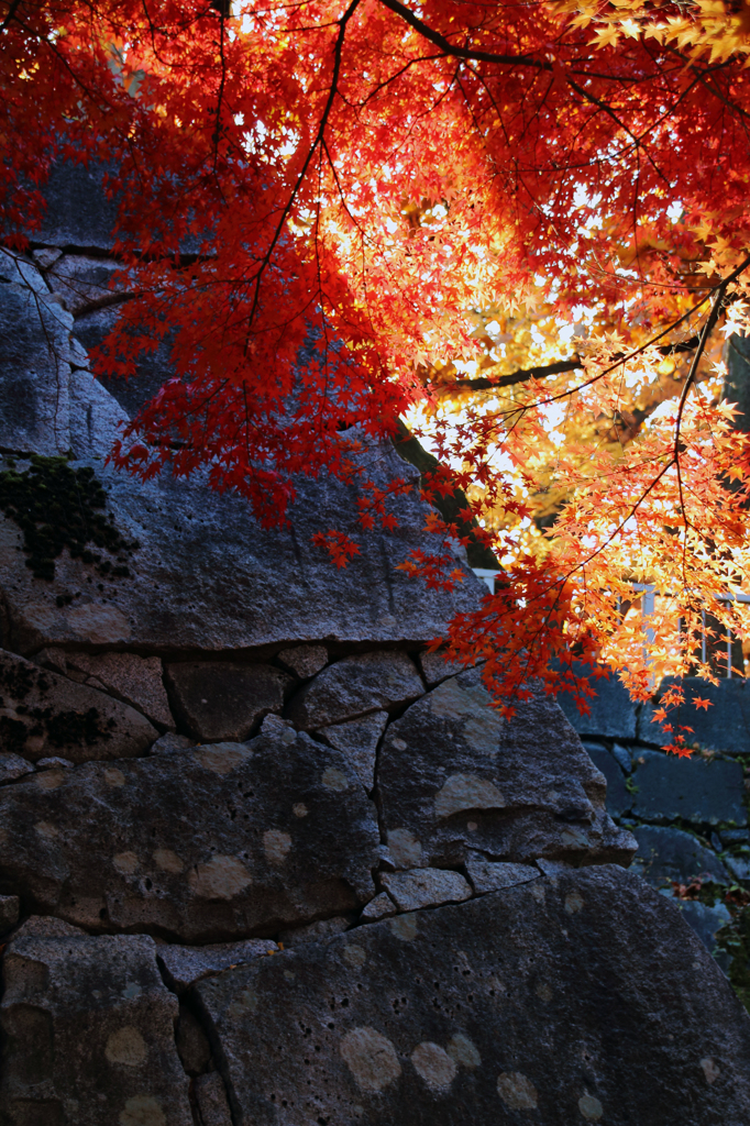 里の彩 - 石垣の秋2