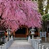 みちのく桜 - 円光寺Ⅱ