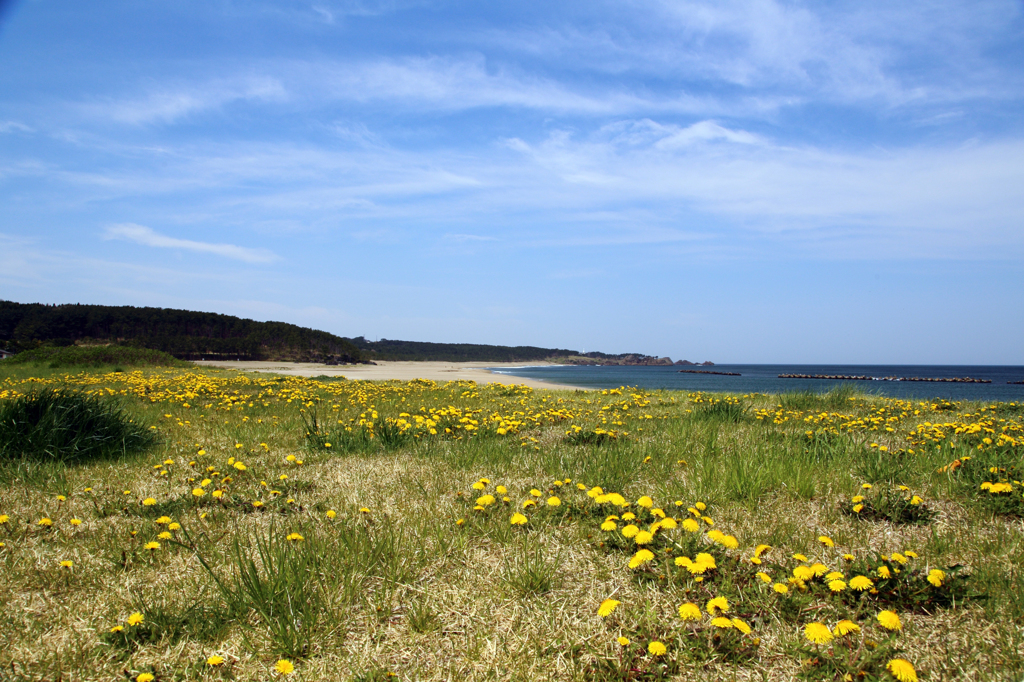 八戸市 白浜海岸