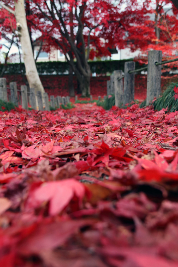 散りもみじ - 紅の散策路