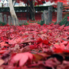 散りもみじ - 紅の散策路