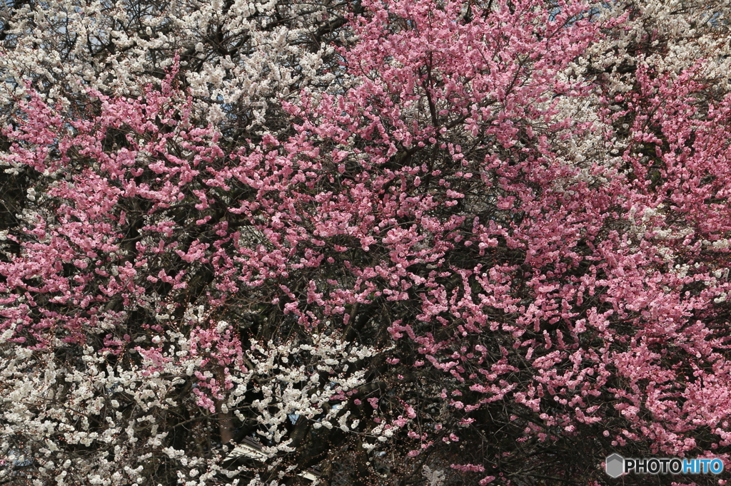 桜の前に・・・