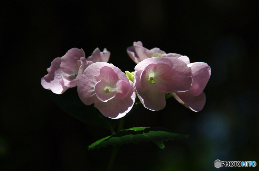 紫陽花Ⅵ