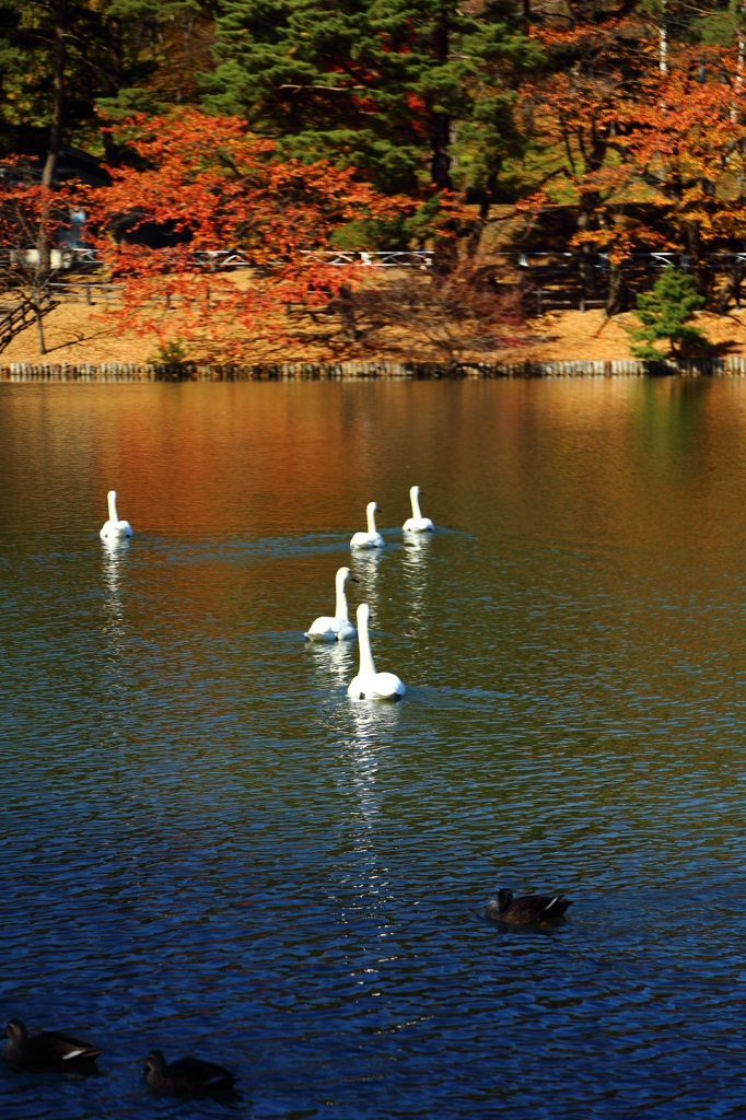 里の彩 - 紅グラデーション
