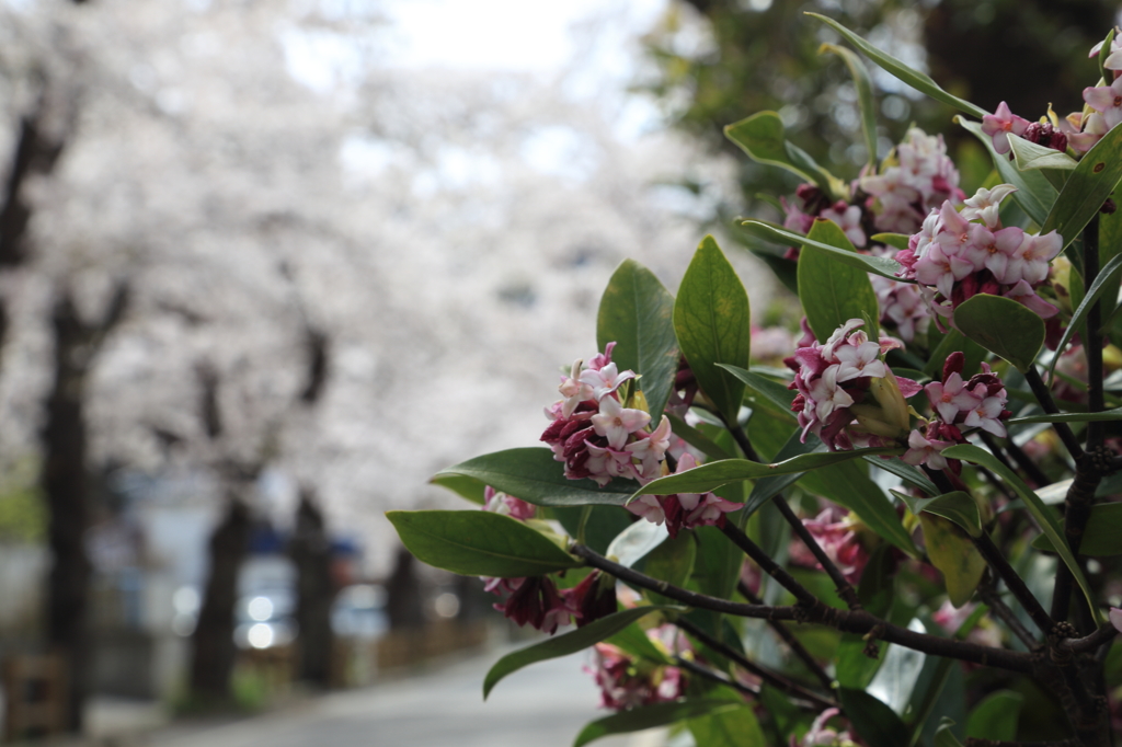 唐丹町(とうにちょう)の桜並木Ⅱ