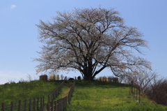 為内の一本桜 - Ⅱ