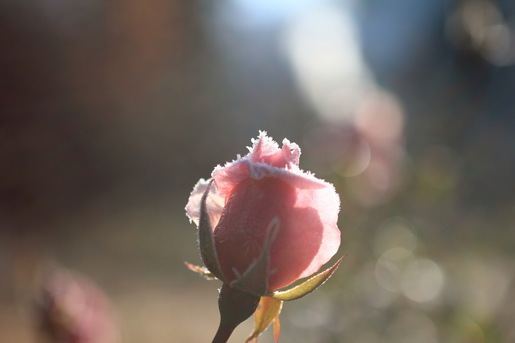 霜化粧 - 霜薔薇11