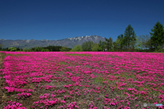 芝桜の丘