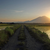 豊穣への道 - 夕陽