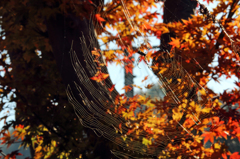 秋彩探し - 蜘蛛の紅葉狩り