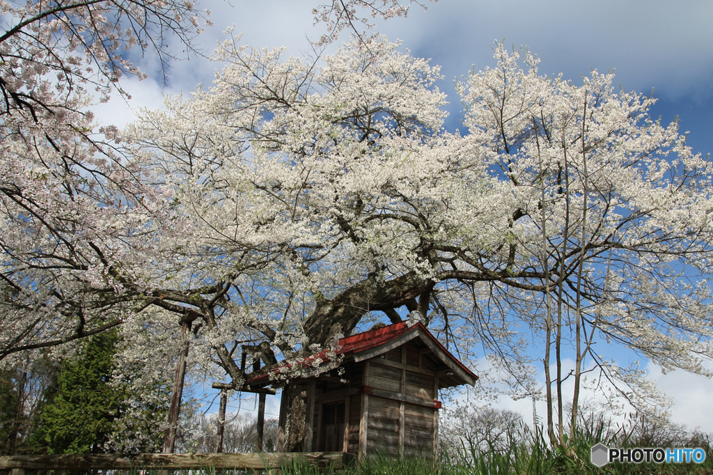 弘法桜