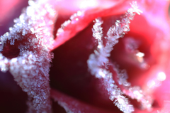 霜化粧 - 霜薔薇18