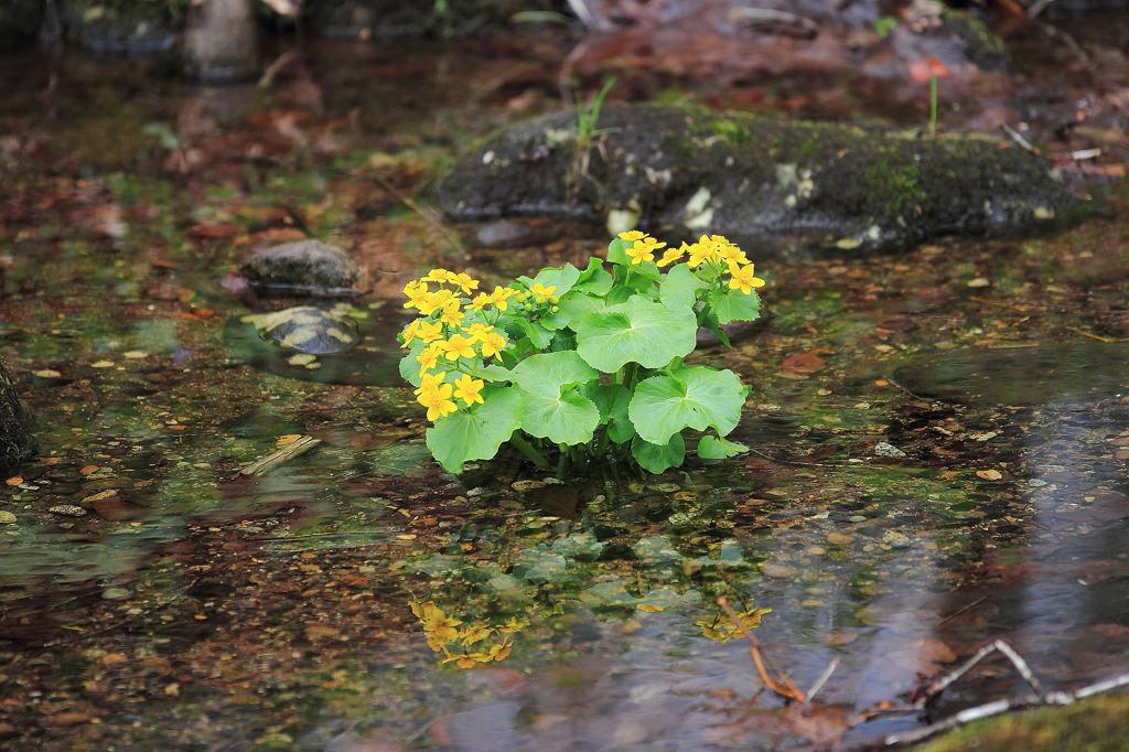 八幡平麓の芽吹き - 2