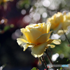 薔薇のメロディー Ⅹ
