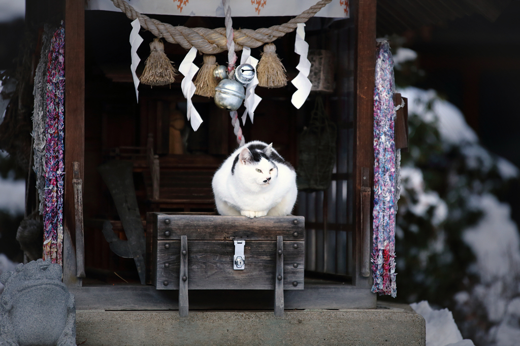 健康猫３