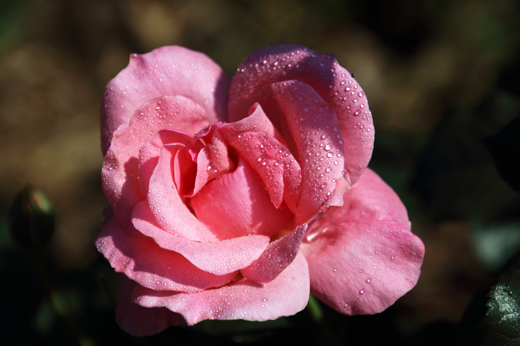 薔薇の種類はわかりませんXII