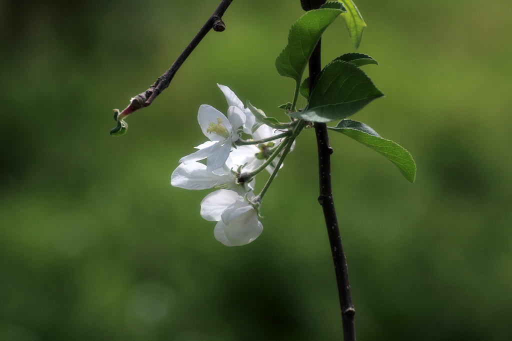 林檎花 