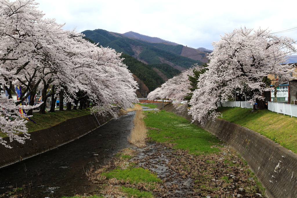 釜石市桜木町 - 桜並木Ⅱ