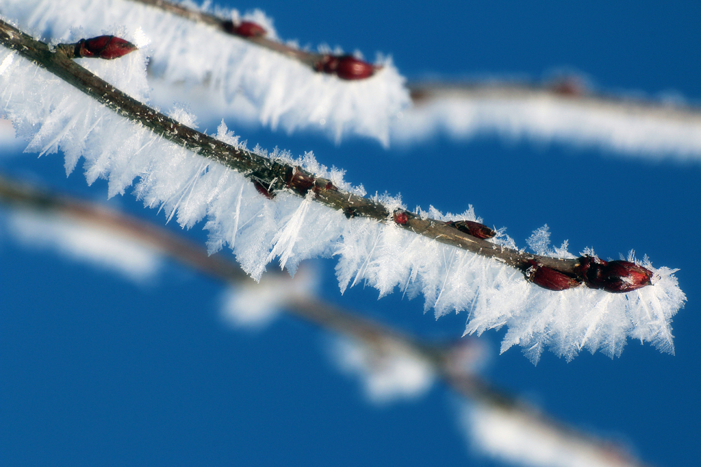 -10℃の朝 - 樹霜花3